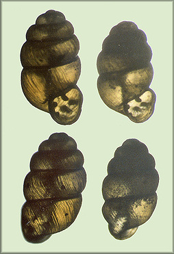 Vertigo gouldii and V. bollesiana comparison