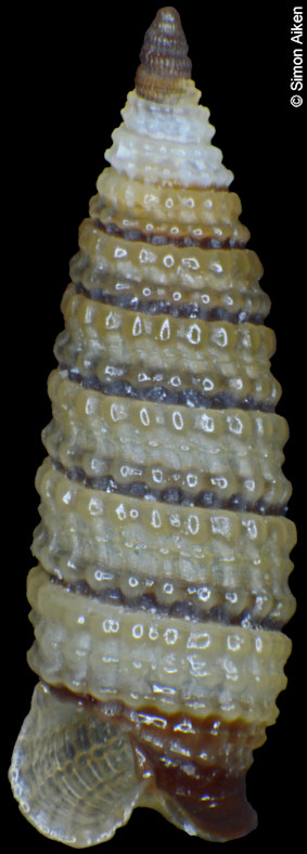 Mastonia cf. gracilis (Pease, 1871)