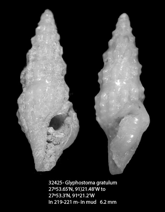Glyphostoma gratulum (Dall, 1881) 