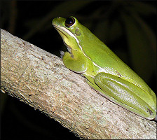 Green Treefrog [Hyla cinerea]