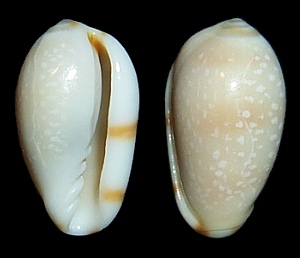 Prunum guttatum (Dillwyn, 1817) White-spot Marginella