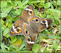 Common Buckeye Junonia coenia Mating