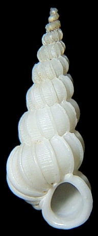 Epitonium novangliae (Couthouy, 1838)
