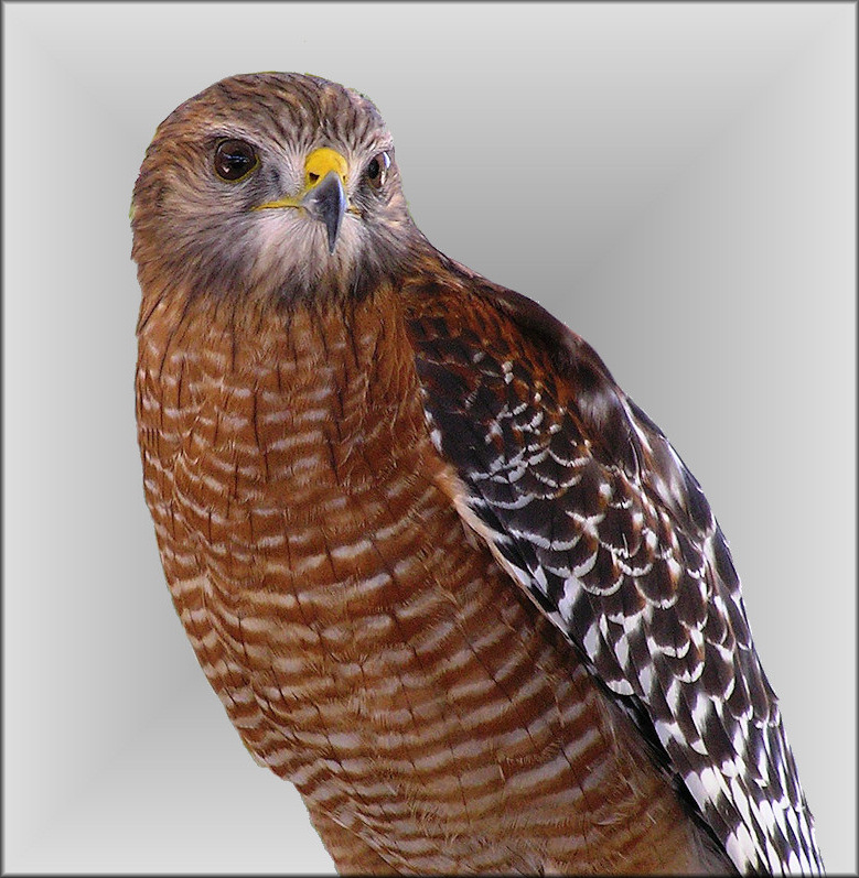 Red-shouldered Hawk [Buteo lineatus]