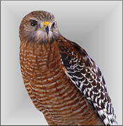 Red-shouldered Hawk Buteo lineatus