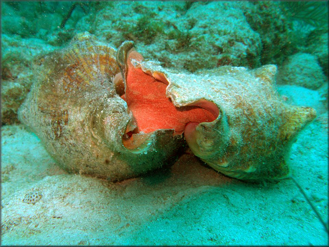 Triplofusus giganteus (Kiener, 1840) Devouring Lobatus gigas (Linnaeus, 1758)