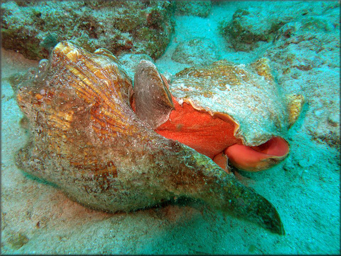 Triplofusus giganteus (Kiener, 1840) Devouring Lobatus gigas (Linnaeus, 1758)