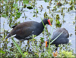 Common Moorhen [Gallinula chloropus]