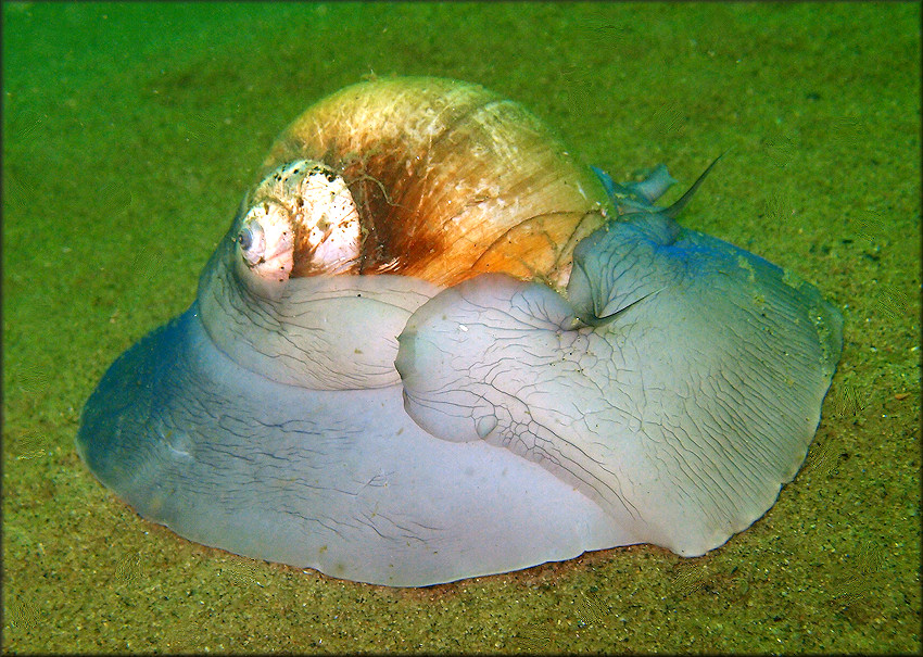 Euspira heros (Say, 1822) Northern Moonsnail Living Animal