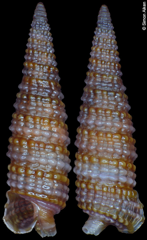 Cautotriphora hervieri Kosuge, 1962