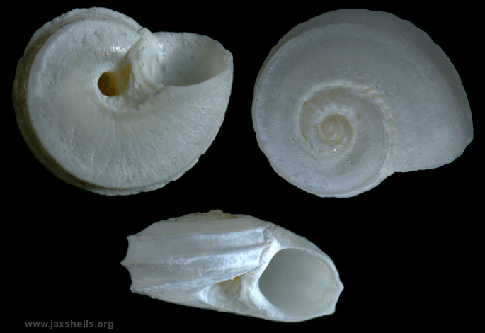 Cyclostremiscus supressus (Dall, 1889) Suppressed Vitrinella