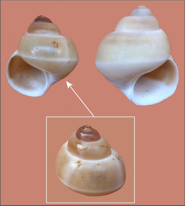 Sinistral Idiopoma dissimilis (Mller, 1774)