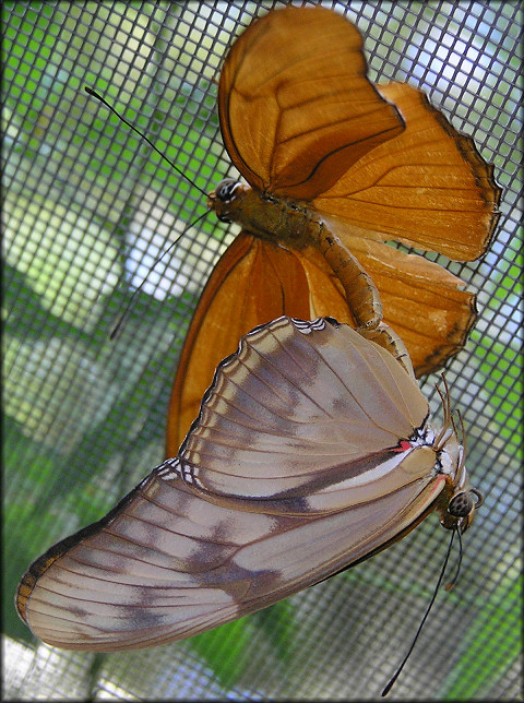 Julia [Dryas julia] Mating