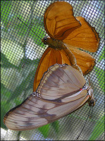 Julia [Dryas julia] Mating