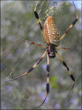 Golden Silk Spider [Nephila clavipes]