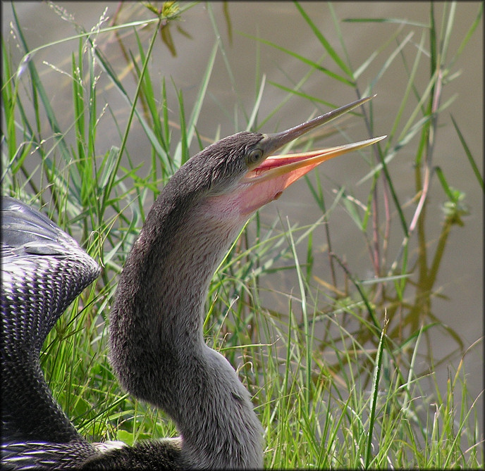 Anhinga [Anhinga anhinga]