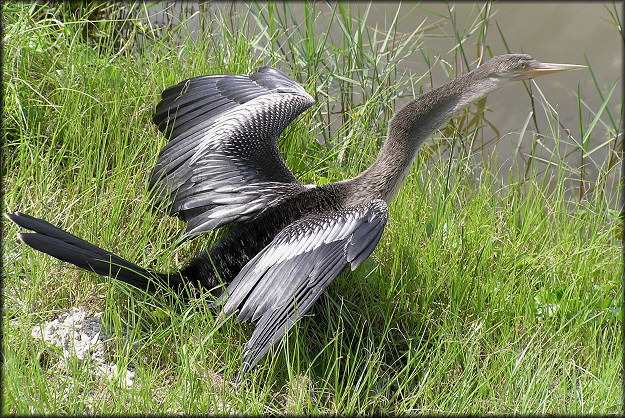 Anhinga [Anhinga anhinga]