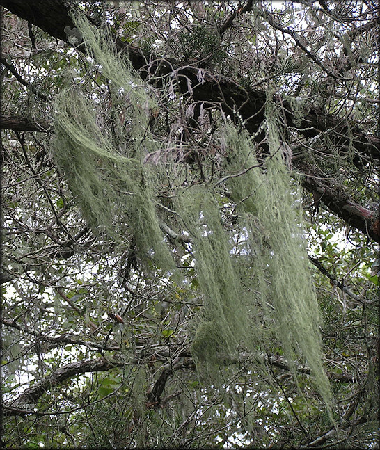 Beard Lichen - Usnea hirta