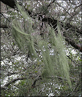 Beard Lichen - Usnea hirta