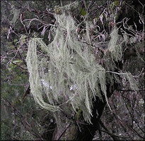 Beard Lichen - Usnea hirta