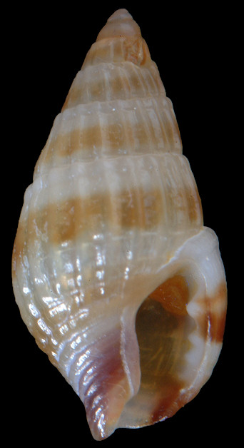 Parvanachis ornata (Ravenel, 1859)