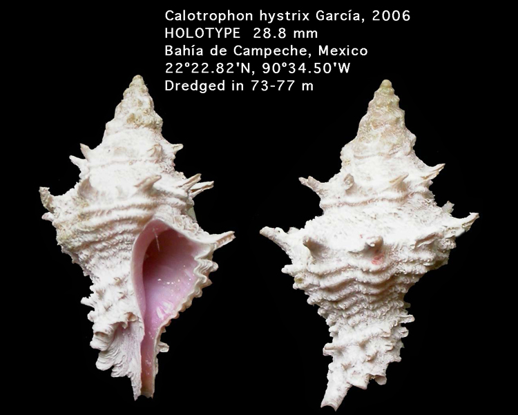 Calotrophon hystrix Garca, 2006 (holotype)