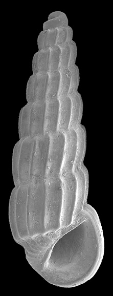 Rissoina harryleei Roln and Fernndez-Garcs, 2009 Holotype FLMNH 