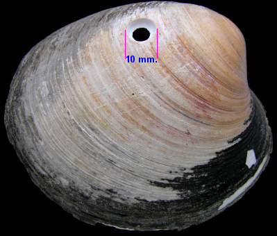 Arctica islandica (Linnaeus, 1767) Ocean Quahog