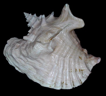 Lobatus gigas (Linnaeus, 1758) Queen Conch form horridus M. Smith, 1940