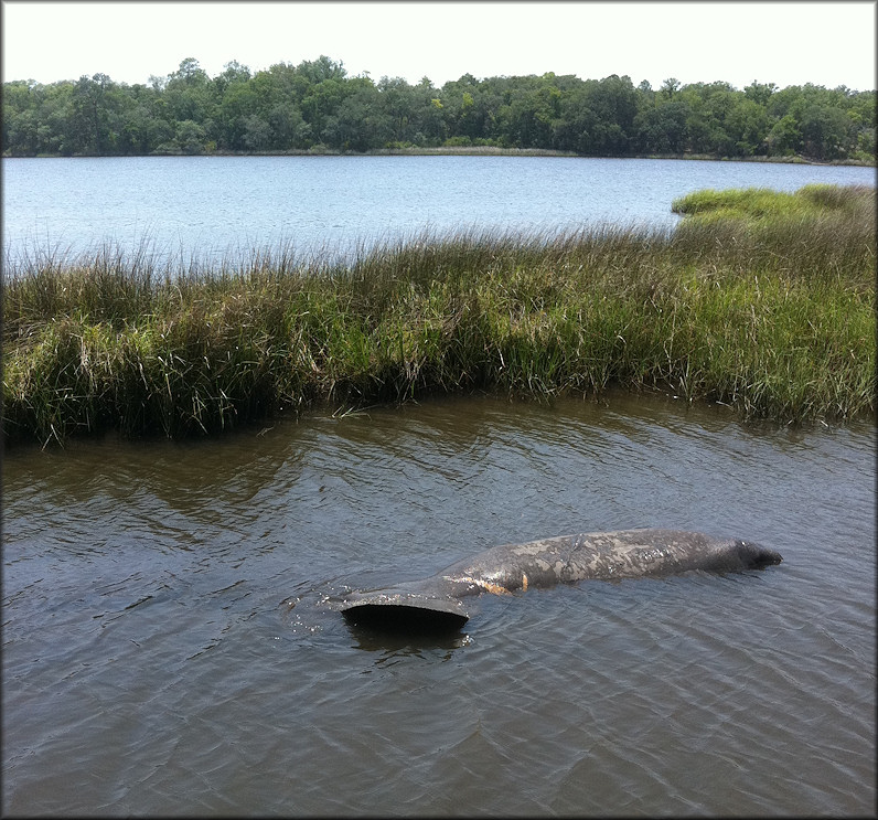 West Indian Manatee [Trichechus manatus latirostris]