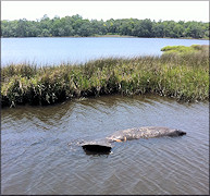 West Indian Manatee [Trichechus manatus latirostris]