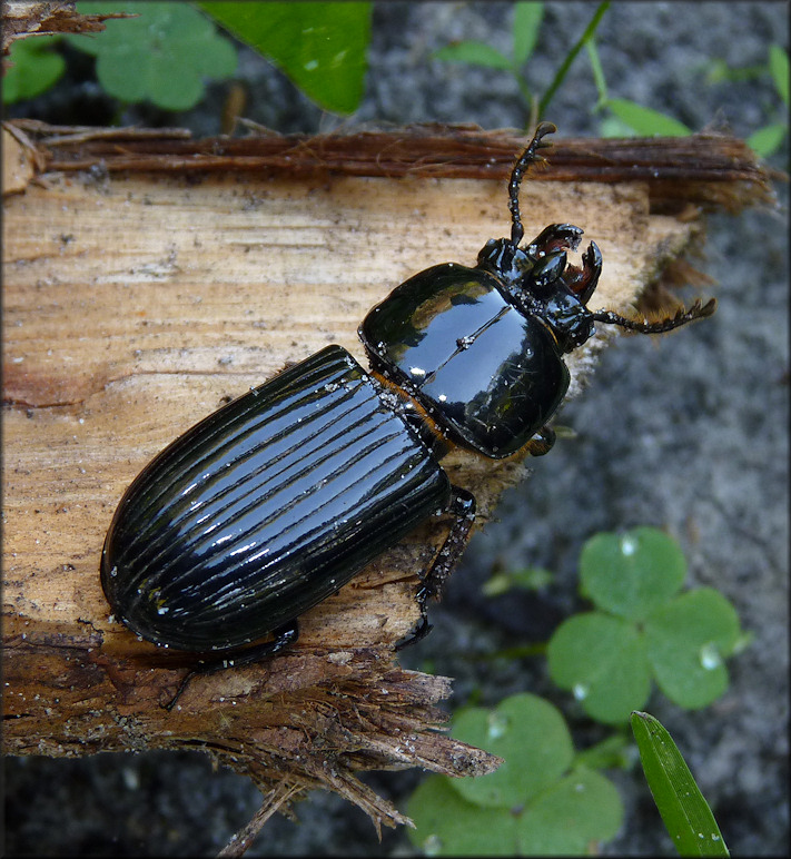 Horned Passalus [Odontotaenius disjunctus]