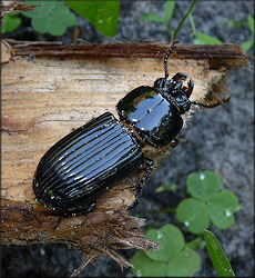 Horned Passalus [Odontotaenius disjunctus]