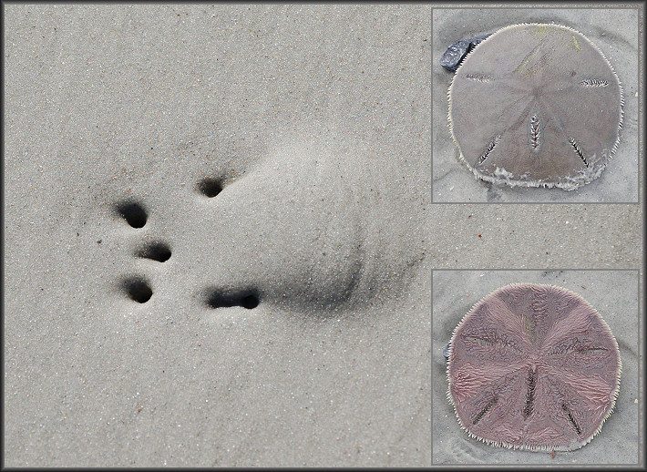 Mellita quinquiesperforata (Leske, 1778) Five-slotted Sand Dollar