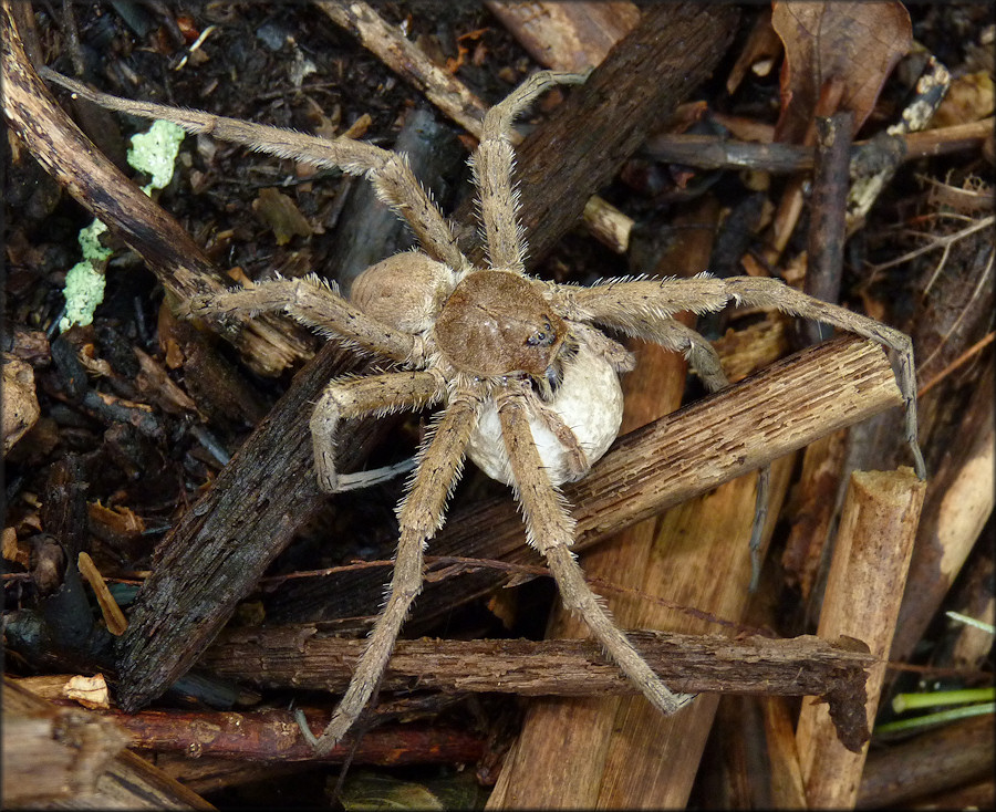 Huntsman Spider [Heteropoda venatoria] Female With Egg Sac