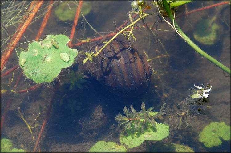 Pomacea paludosa Feeding In Shallow Water Along The Lake Shoreline