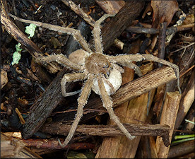 Huntsman Spider [Heteropoda venatoria] Female With Egg Sac
