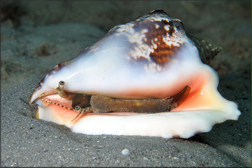 Lobatus raninus (Gmelin, 1791) Hawkwing Conch Living Animal