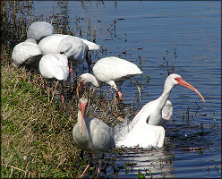 White Ibis [Eudocimus albus]