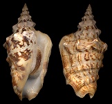 Persististrombus granulatus (Swainson, 1822)