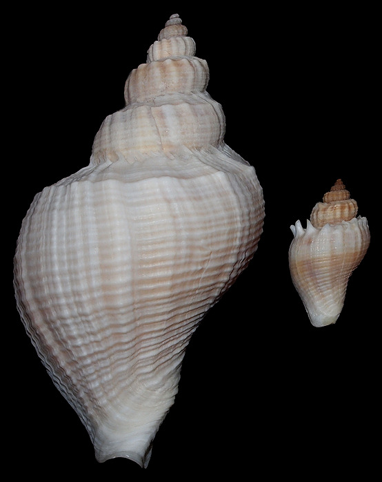 Melongena corona (Gmelin, 1791) Monroe County, Florida