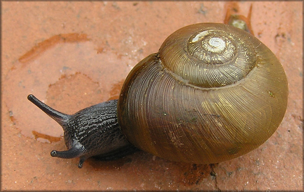 Mesomphix vulgatus H. B. Baker, 1933 Common Button