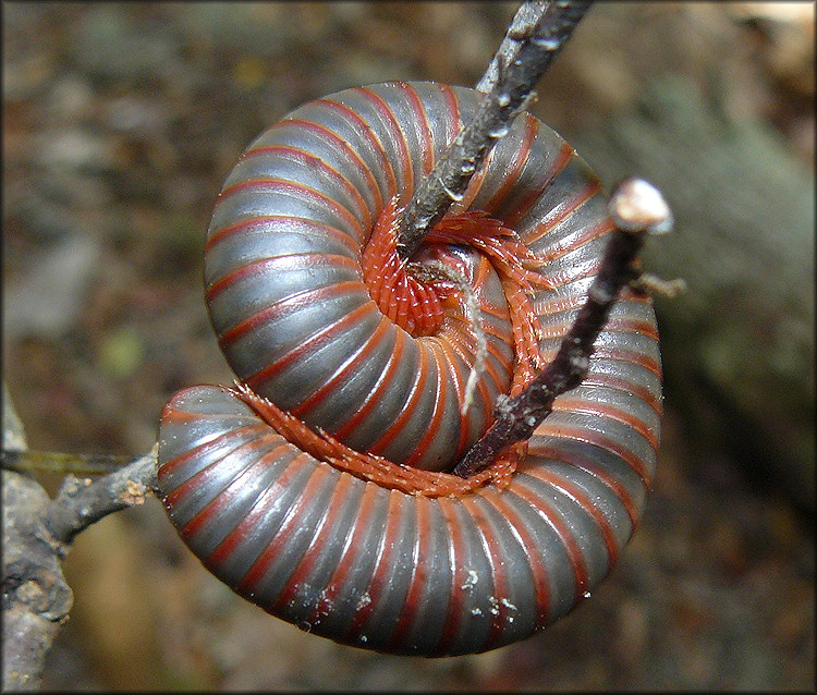 American Giant Millipede [Narceus americanus]