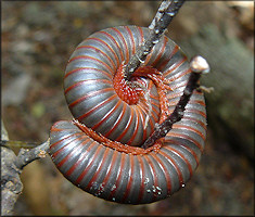 American Giant Millipede [Narceus americanus]