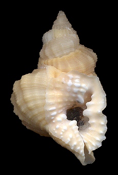 Distorsio euconstricta Beu, 1987