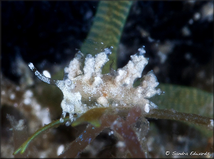 Eubranchus conicla (Er. Marcus, 1958)