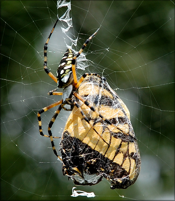 Yellow Garden Spider [Argiope aurantia] Female