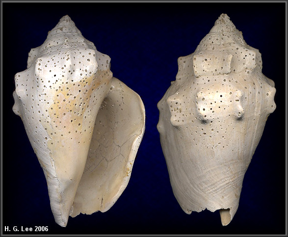 Strombus alatus Gmelin, 1791 Fossil With Club Spines