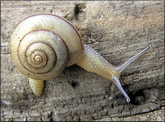 Bradybaena similaris (Frussac, 1821) Asian Tramp Snail