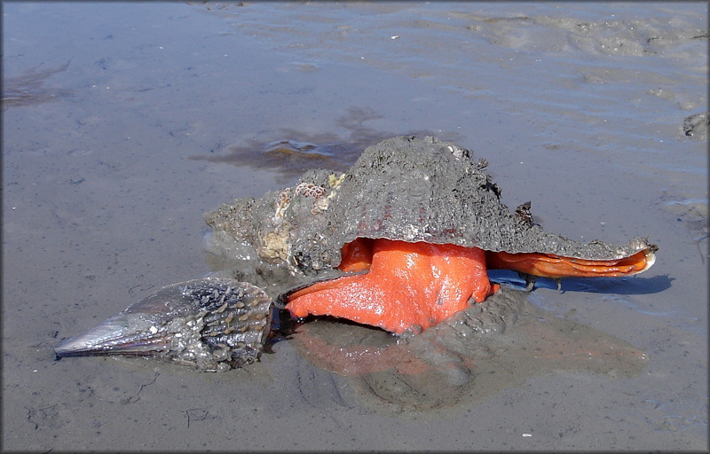 Triplofusus giganteus (Kiener, 1840) With Atrina Lunch